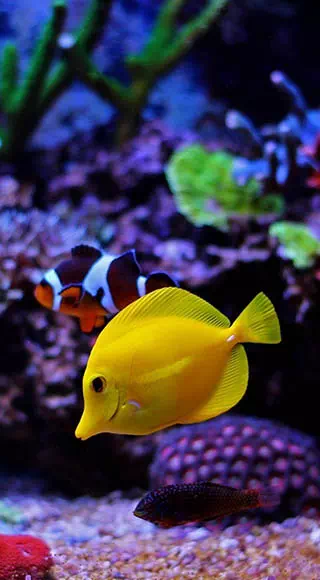 akwarium z kolorowymi rybami